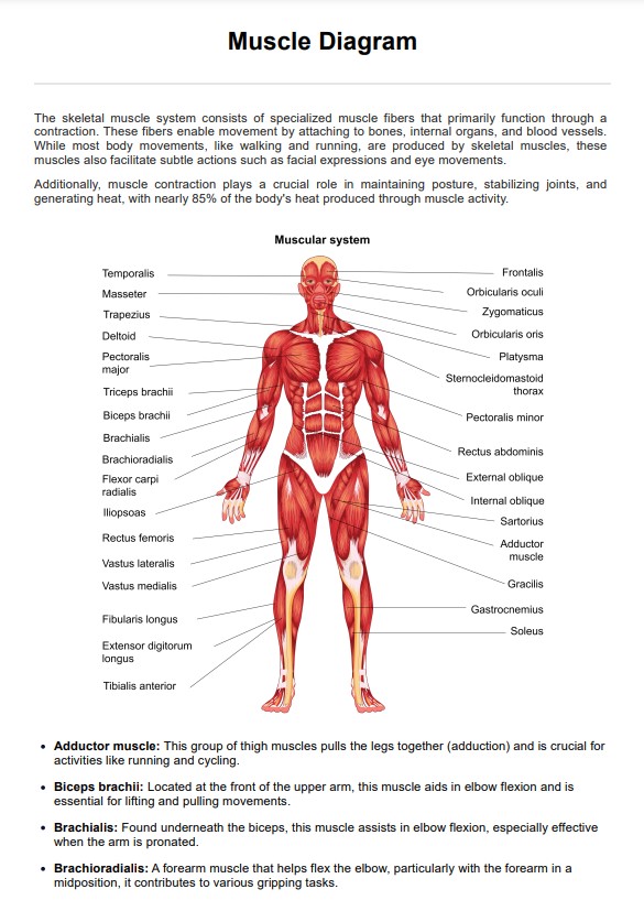 स्नायु आरेख PDF Example