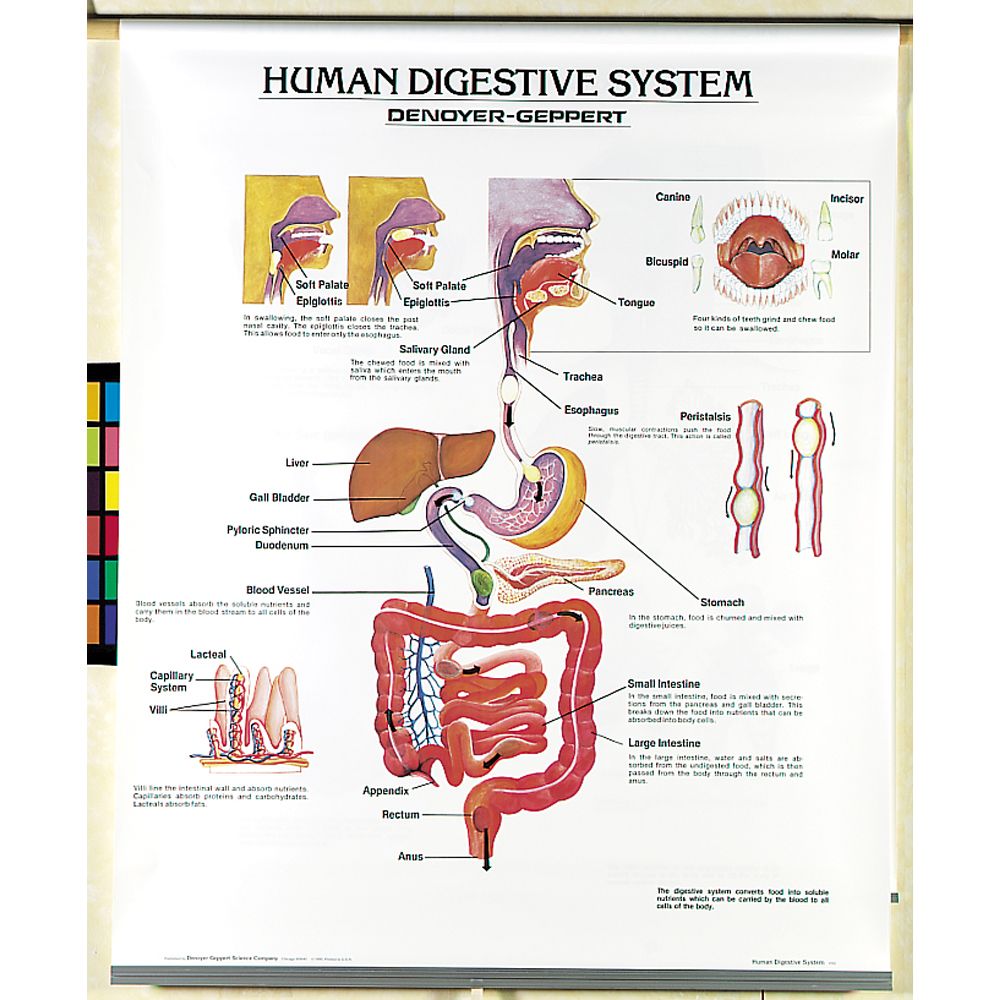 Chart Of Human Body Parts