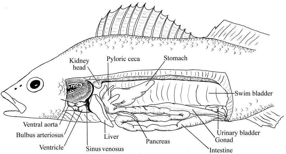 Fish Dissection Diagram