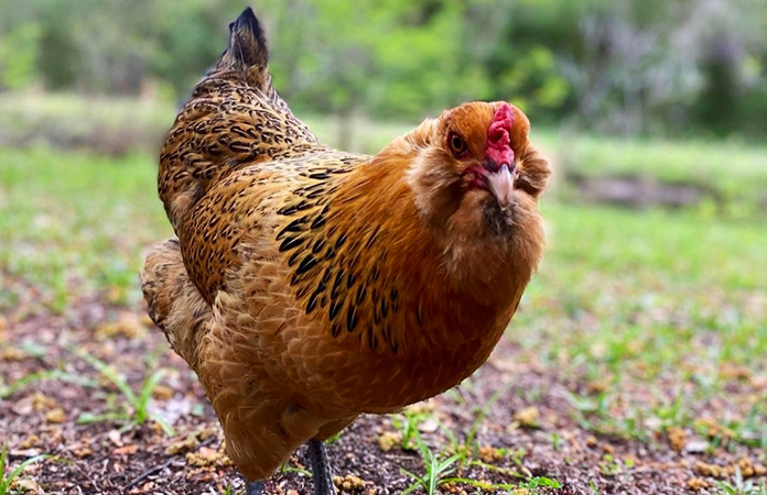 an ameraucana chicken that lays blue eggs