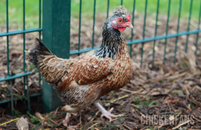 a cream legbar hen