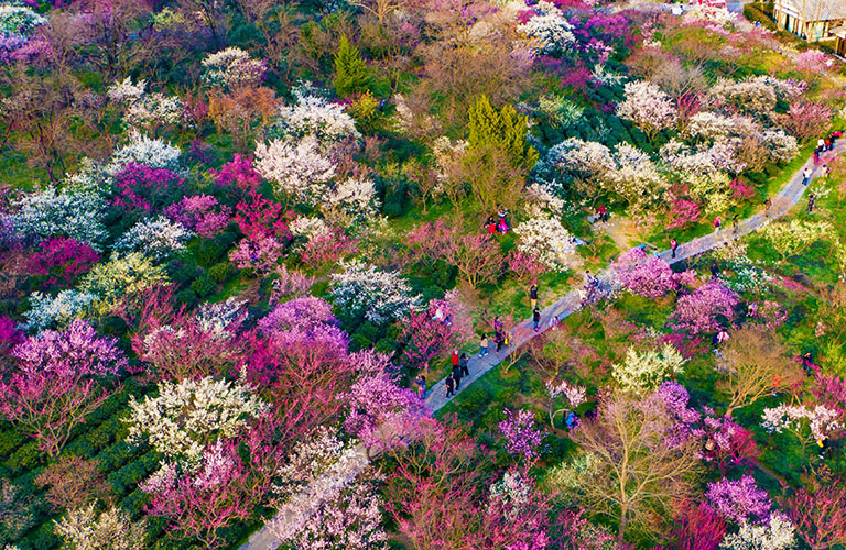 China Flower