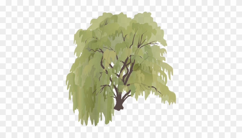 clipart weeping willow tree