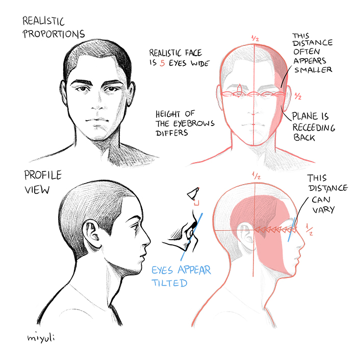 human head profile proportions