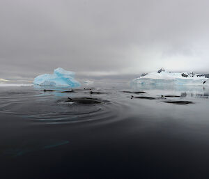 A pod of minke whales, with one sporting a suction-cup tag.