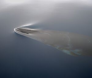 Minke whale