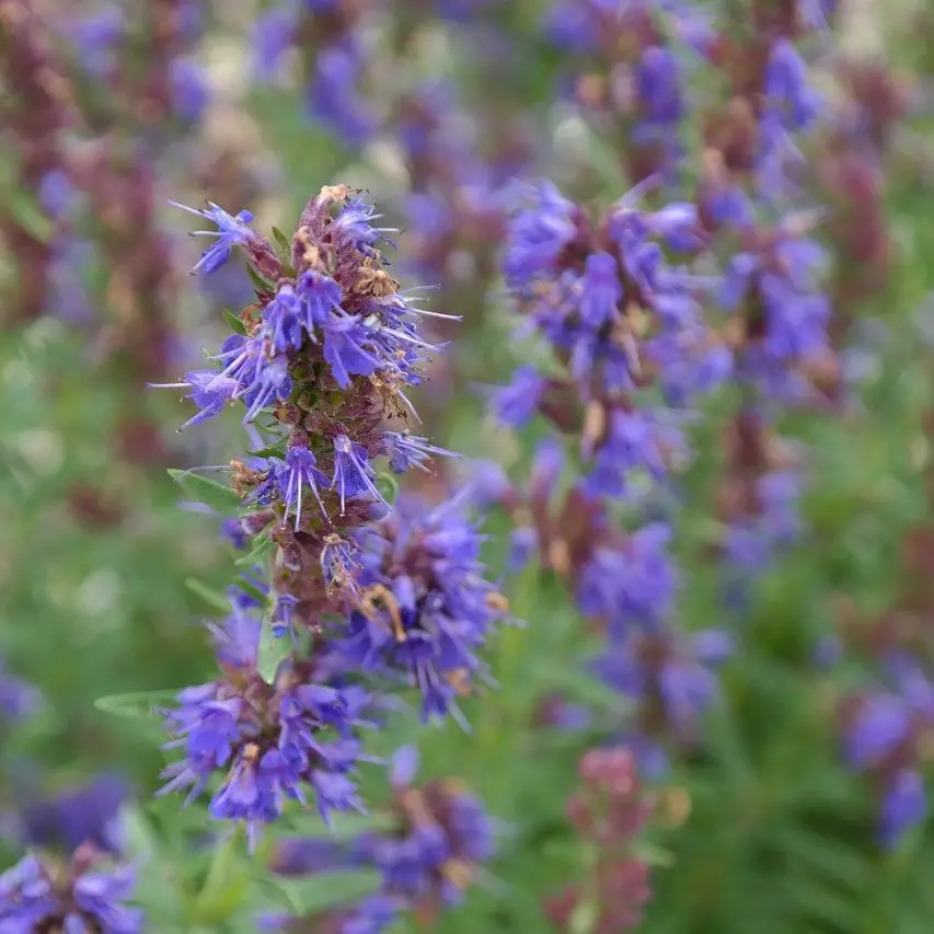 Hyssop Symbol