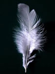 feather