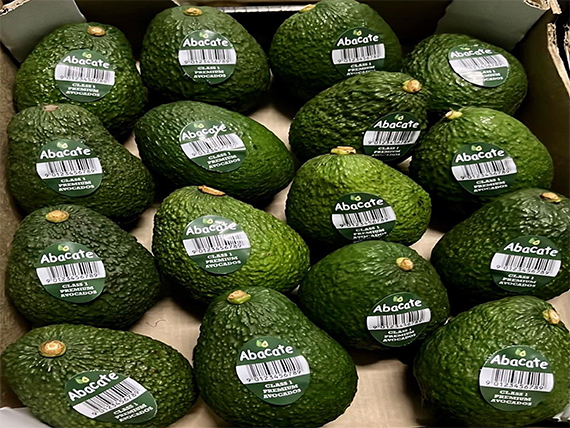 Avocado fruit importer in India