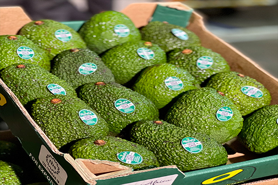 Avocado fruit importer in India