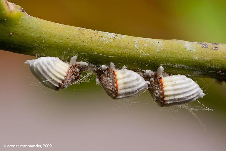 Mealybugs on cannabis plants