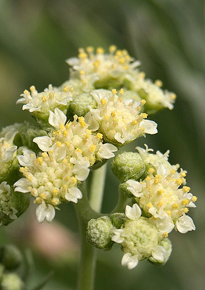 Flowering guayule