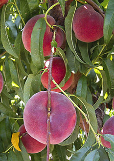 peaches on a tree