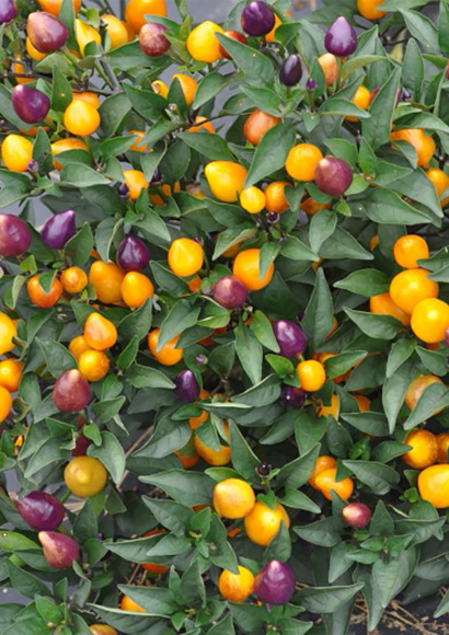 multi-colored peppers