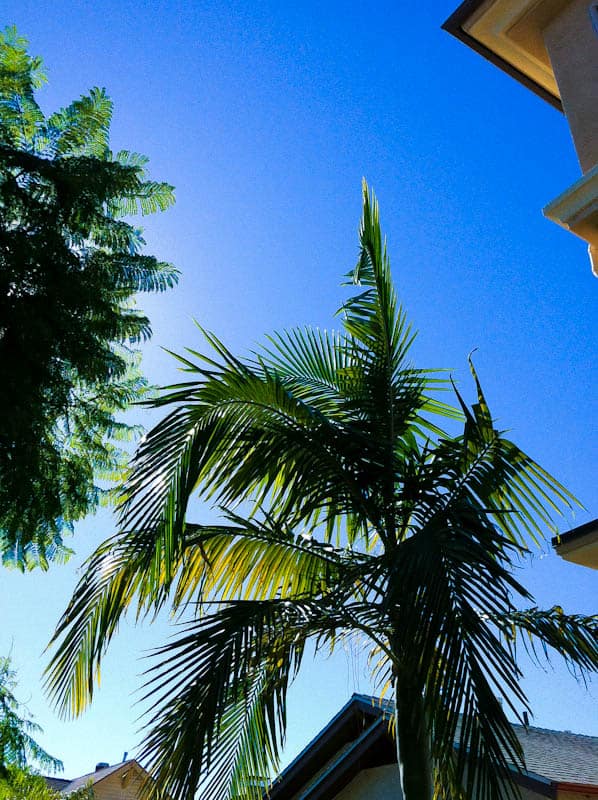 Blue sky and palm tree