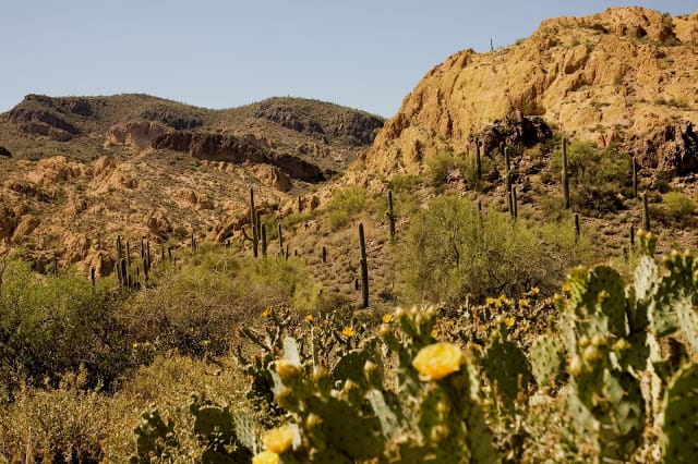 Sonoran Desert