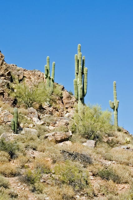 Sonoran Desert