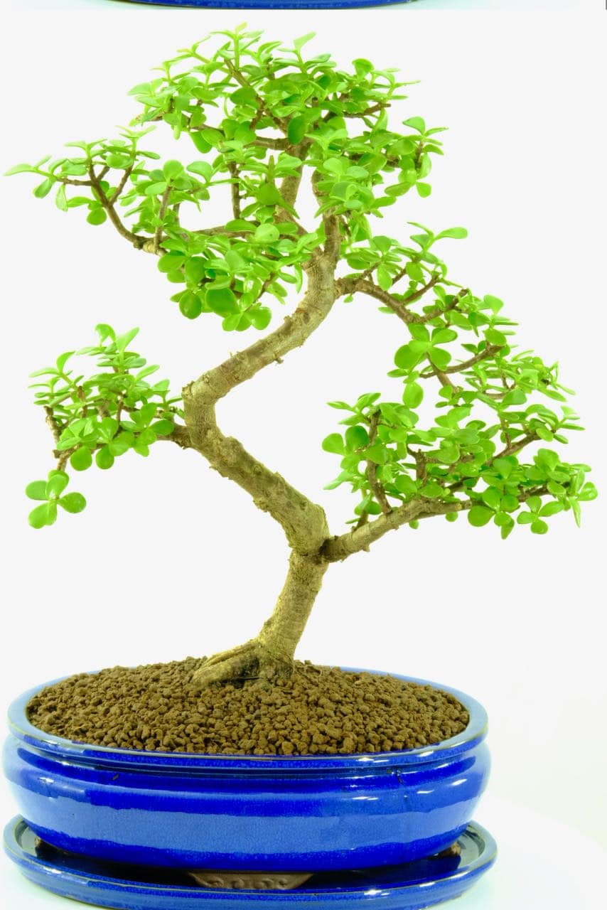 Top Money Bonsai Tree  Learn more here 