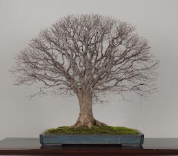 Galeria de Bonsai