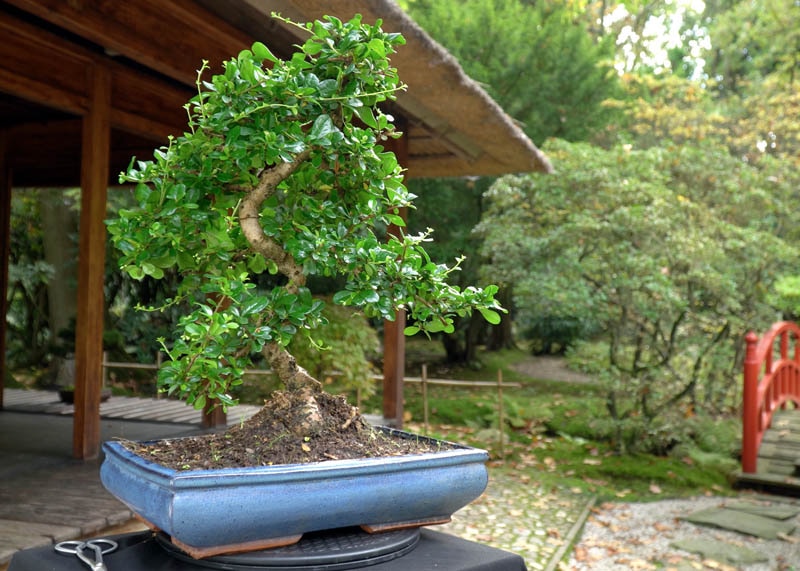 Large Fukien tea bonsai (Carmona) 