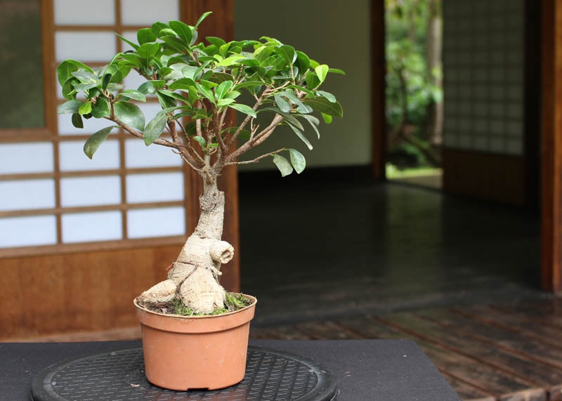 Ficus ginseng bonsai 