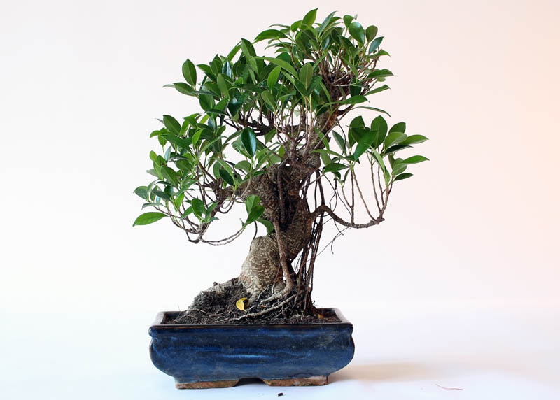 Large ficus retusa with aerial roots 