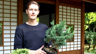 Master the art of Bonsai