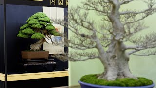 Top 20 Bonsai video