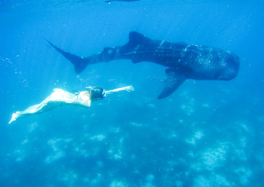 woman swimming next to whale shark