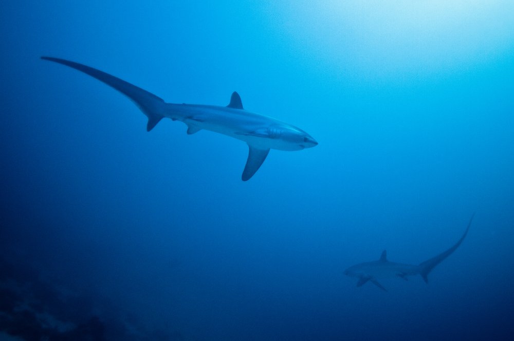 thresher sharks underwater