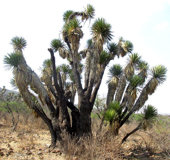 YUCCA FILIFERA, habitat