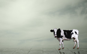 Cow HQ Wallpaper 29068