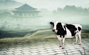 Cow Desktop HQ Wallpaper 29066