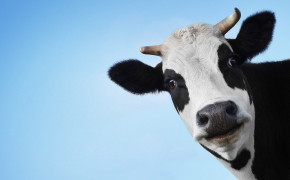 Cow Wallpaper 42648