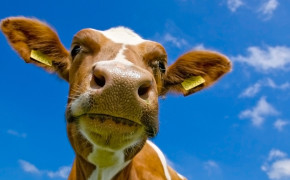 Cow Face Wallpaper 42652