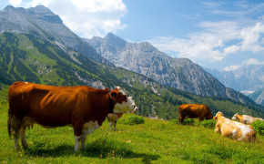 Cow Best Wallpaper 42641