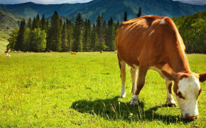 Cow Widescreen Wallpapers 42649