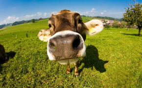 Cow Face Best Wallpaper 42651