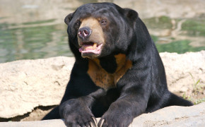 Sun Bear HD Desktop Wallpaper 80183