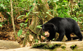 Sun Bear Background HD Wallpapers 80174