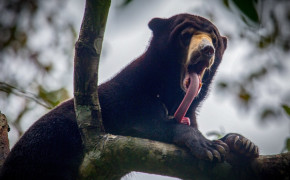 Sun Bear HD Wallpapers 80185