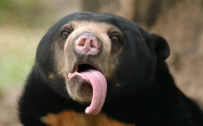 Sun Bear HD Wallpaper 80184