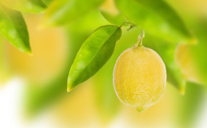 Aesthetic Lemon High Definition Wallpaper 83870