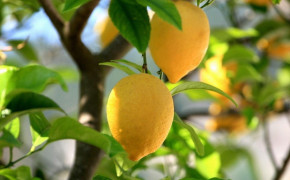 Aesthetic Lemon Widescreen Wallpapers 83873