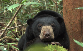 Sun Bear Desktop Widescreen Wallpaper 80181