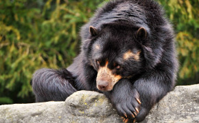 Sun Bear Wallpaper 2560x1600 82549