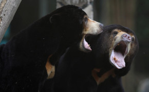 Sun Bear High Definition Wallpaper 80186