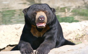 Sun Bear Widescreen Wallpaper 80191