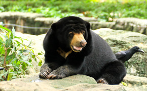 Sun Bear Desktop Wallpaper 80180