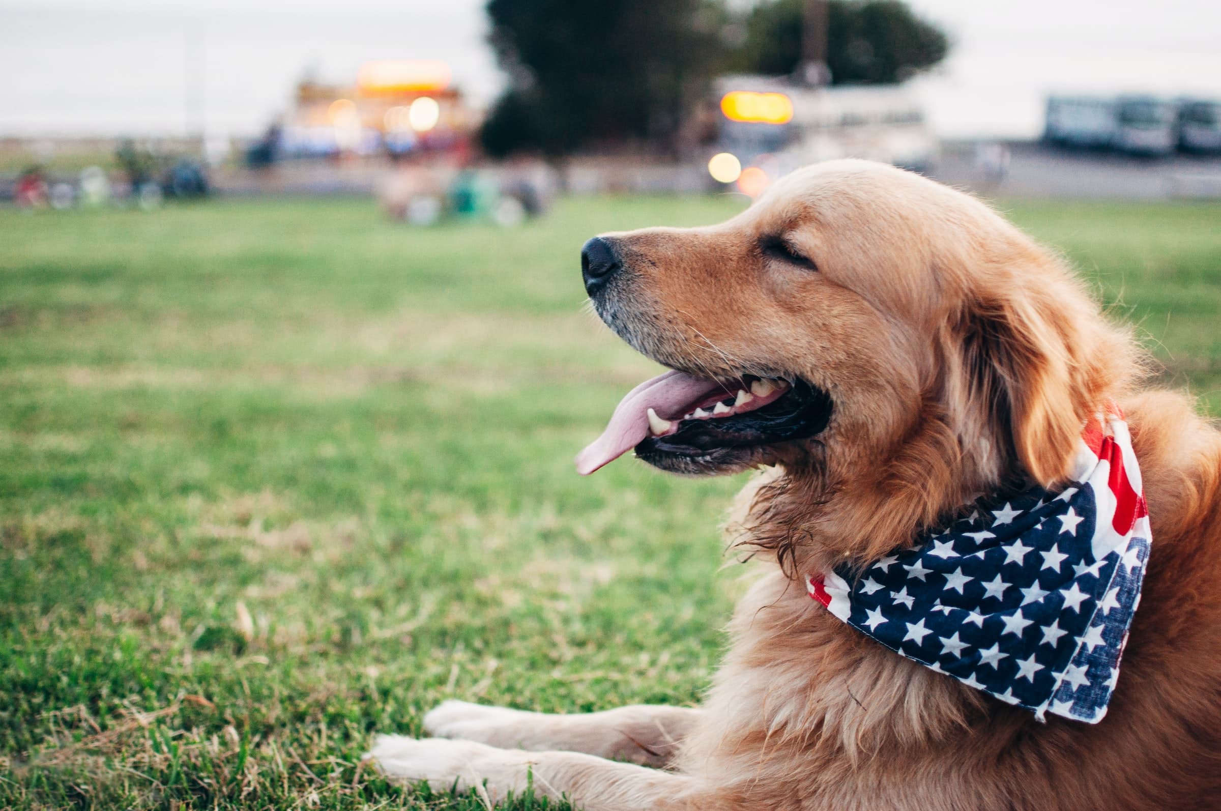 Bandanas Dog